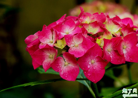 绣球花秋天能扦插活吗 绣球花怎么扦插成活率高