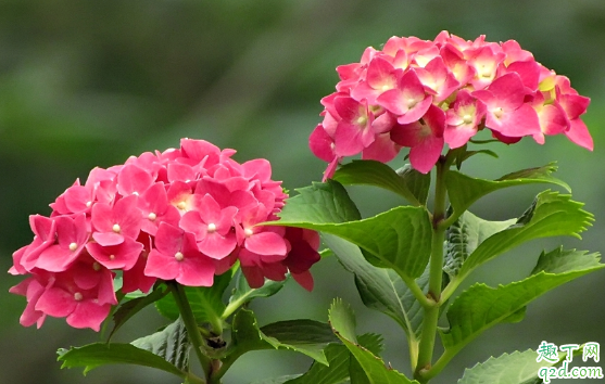 绣球花秋天能扦插活吗 绣球花怎么扦插成活率高