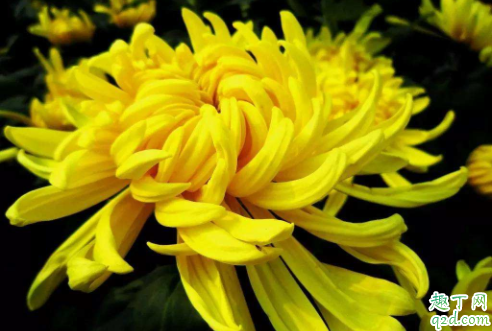 菊花定植用多大的花盆 玉米芯可以用来种花吗