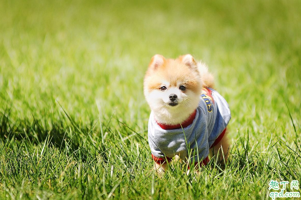 狗狗表示爱主人的举动有哪些 狗狗爱主人的方式是什么样的