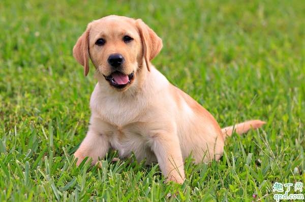 狗狗表示爱主人的举动有哪些 狗狗爱主人的方式是什么样的