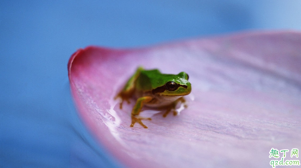 养殖牛蛙有“钱途”吗 牛蛙适合哪些地方养殖