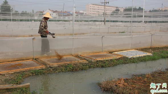 养殖牛蛙有“钱途”吗 牛蛙适合哪些地方养殖