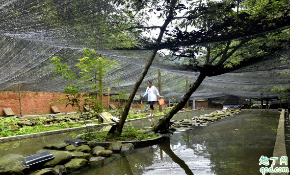 养殖牛蛙有“钱途”吗 牛蛙适合哪些地方养殖