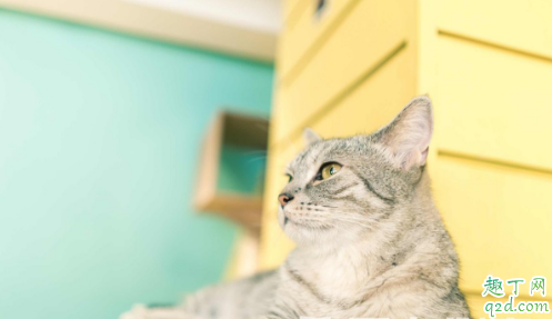 薄荷和猫薄荷的味道一样吗 猫薄荷和薄荷如何区分