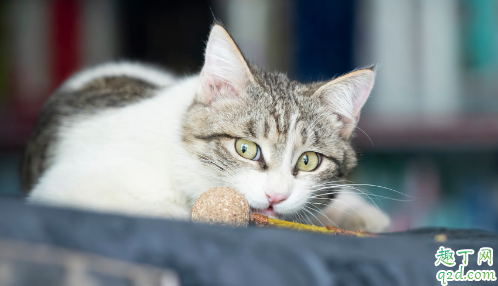 猫薄荷多久起效果 小猫吃猫薄荷有害吗