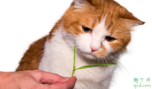 猫薄荷多久起效果 小猫吃猫薄荷有害吗