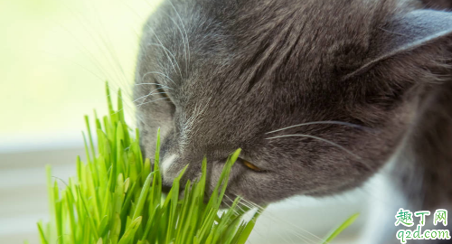 猫薄荷多久起效果 小猫吃猫薄荷有害吗