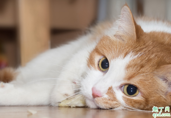 猫薄荷能天天给猫咪用吗 猫咪什么时候可以开始吃猫薄荷