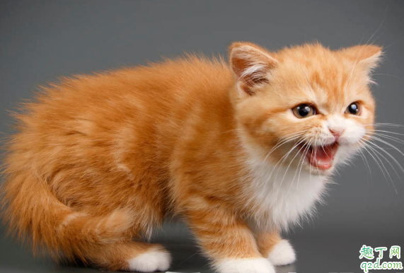 猫薄荷能天天给猫咪用吗 猫咪什么时候可以开始吃猫薄荷