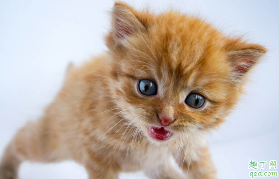 猫薄荷能天天给猫咪用吗 猫咪什么时候可以开始吃猫薄荷