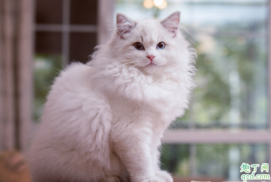 猫咪有必要用猫薄荷吗 幼猫不喜欢猫薄荷怎么办