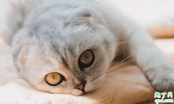 猫咪有必要用猫薄荷吗 幼猫不喜欢猫薄荷怎么办