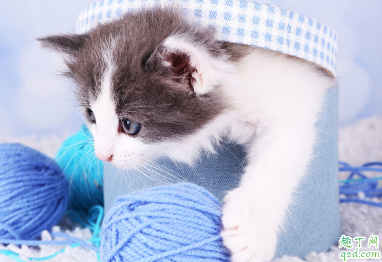 猫咪有必要用猫薄荷吗 幼猫不喜欢猫薄荷怎么办