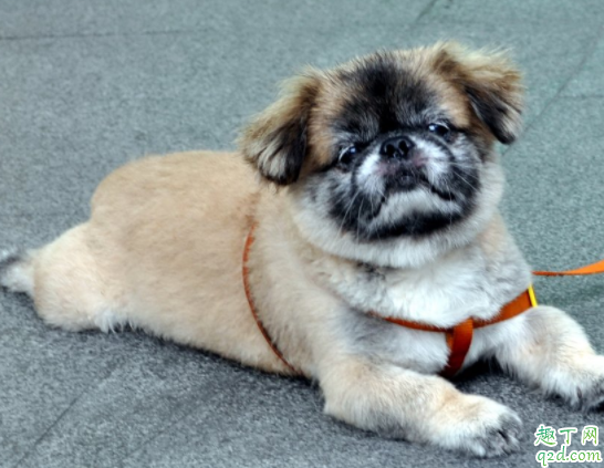 宠物狗一般容易有哪些病 养狗的人会得病吗