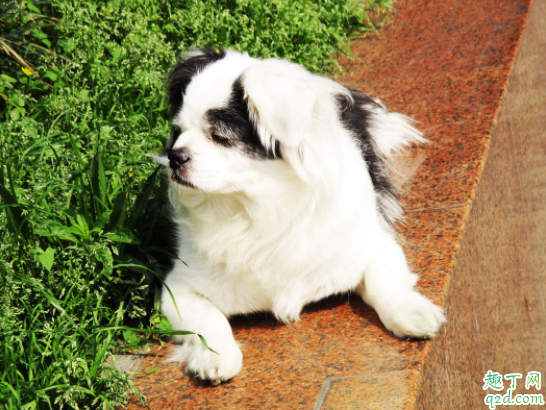 宠物狗一般容易有哪些病 养狗的人会得病吗