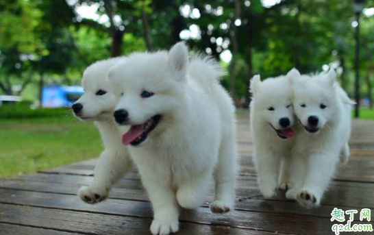 宠物狗一般容易有哪些病 养狗的人会得病吗