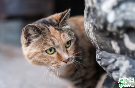 母猫一般什么时候可以配种 母猫发情了可以绝育吗