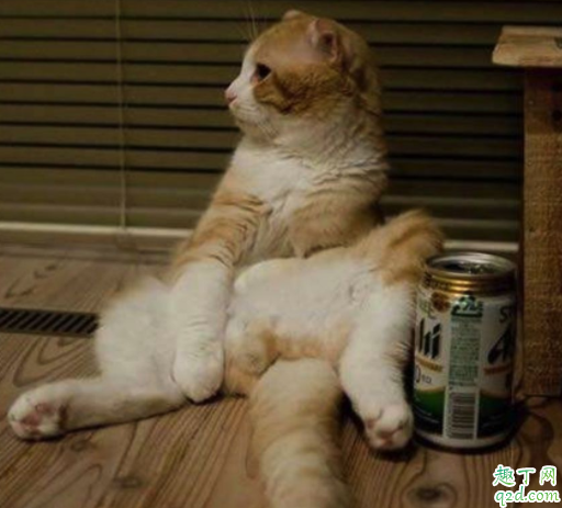 母猫一般什么时候可以配种 母猫发情了可以绝育吗