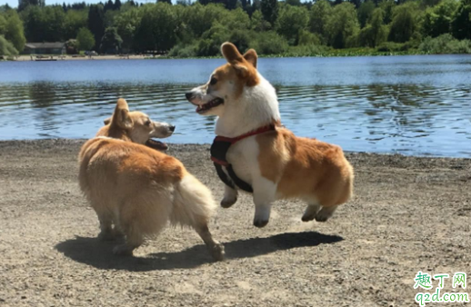 狗做绝育后怎么照顾 母狗绝育切除子宫还是卵巢