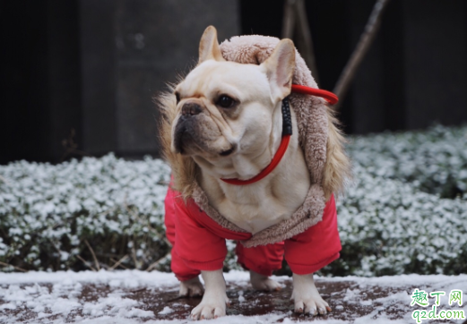 狗做绝育后怎么照顾 母狗绝育切除子宫还是卵巢