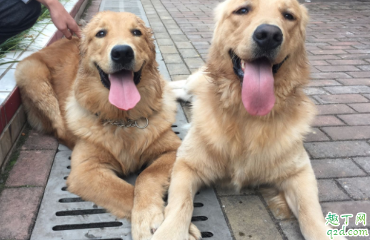 狗做绝育后怎么照顾 母狗绝育切除子宫还是卵巢