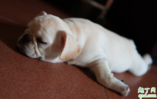 狗做绝育后怎么照顾 母狗绝育切除子宫还是卵巢