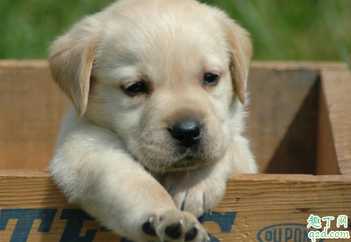 冬天狗狗要穿衣服保暖吗 狗狗穿鞋子对脚有伤害吗