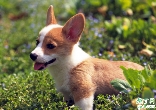 冬天狗狗要穿衣服保暖吗 狗狗穿鞋子对脚有伤害吗