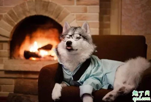 冬天狗狗要穿衣服保暖吗 狗狗穿鞋子对脚有伤害吗