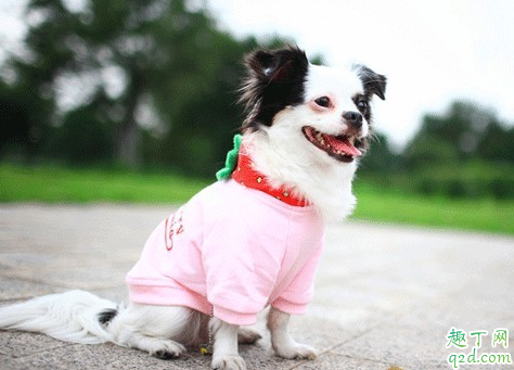 冬天狗狗要穿衣服保暖吗 狗狗穿鞋子对脚有伤害吗