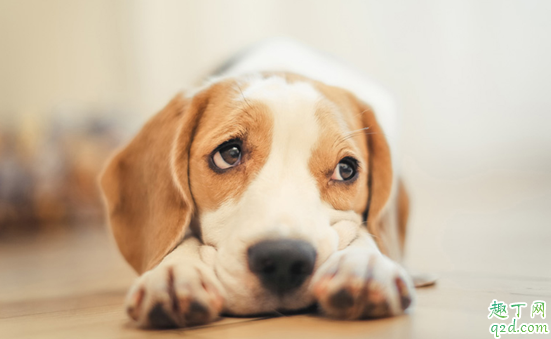 狗狗生病了有哪些症状 狗狗生病哪些症状说明生病了