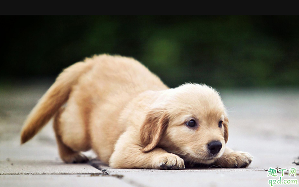 狗狗生病了有哪些症状 狗狗生病哪些症状说明生病了