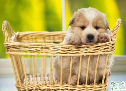 狗狗生病了有哪些症状 狗狗生病哪些症状说明生病了