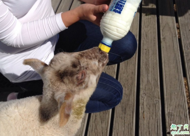 小羊可以喝米汤吗 羊生完小羊不吃东西怎么办