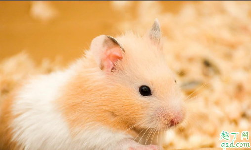 养仓鼠安全吗 被仓鼠咬了怎么处理伤口