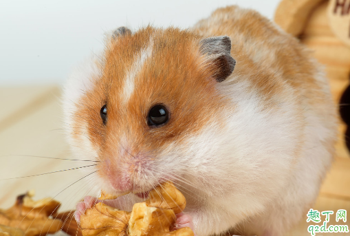 养仓鼠安全吗 被仓鼠咬了怎么处理伤口