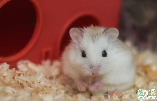 仓鼠需要沙浴吗 给仓鼠洗沙浴的好处都有啥
