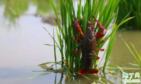 水深三四米养殖小龙虾好吗 养殖小龙虾解毒和消毒是一样吗