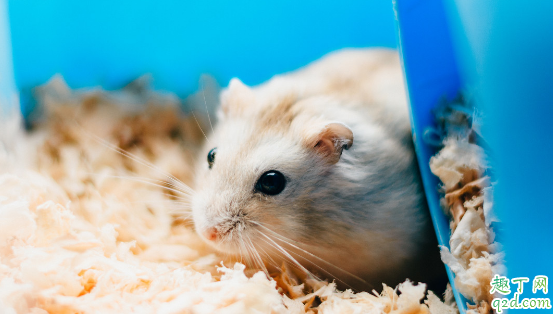 仓鼠好养活吗 饲养仓鼠时有什么忌讳