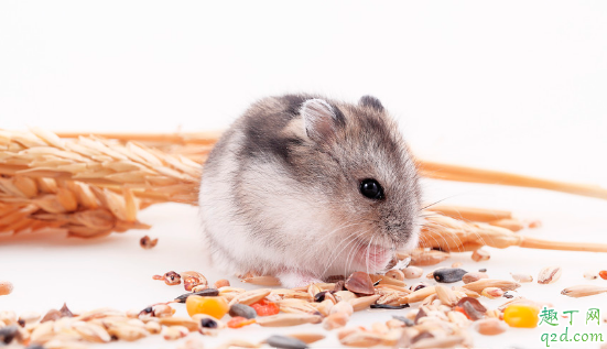 仓鼠好养活吗 饲养仓鼠时有什么忌讳