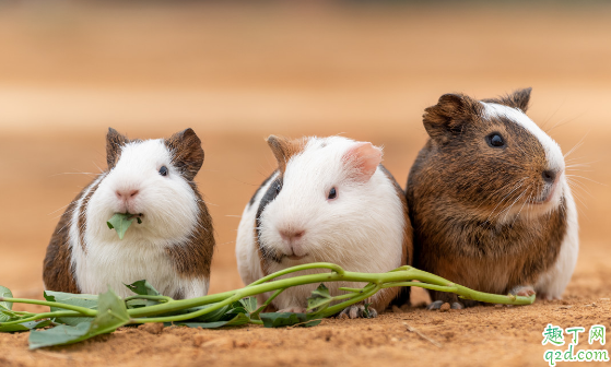 仓鼠好养活吗 饲养仓鼠时有什么忌讳