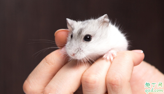 仓鼠晚上叫吗 仓鼠晚上超级吵怎么办