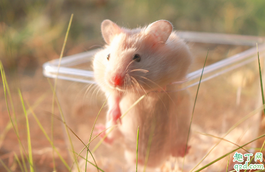 仓鼠晚上叫吗 仓鼠晚上超级吵怎么办