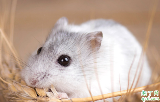 小仓鼠咬笼子是怎么回事 怎样改掉仓鼠咬笼子的毛病