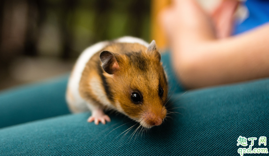 小仓鼠咬笼子是怎么回事 怎样改掉仓鼠咬笼子的毛病