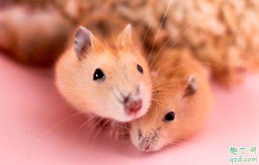 小仓鼠咬笼子是怎么回事 怎样改掉仓鼠咬笼子的毛病