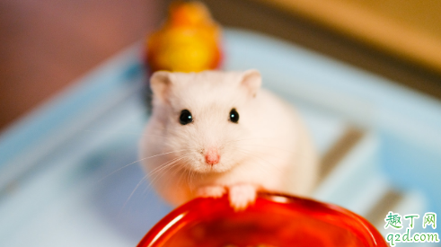 仓鼠能吃果蔬吗 仓鼠吃什么营养又健康