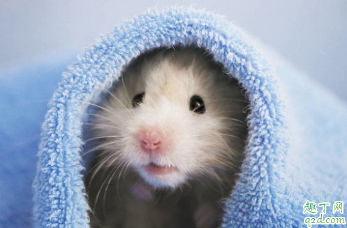 仓鼠能吃果蔬吗 仓鼠吃什么营养又健康