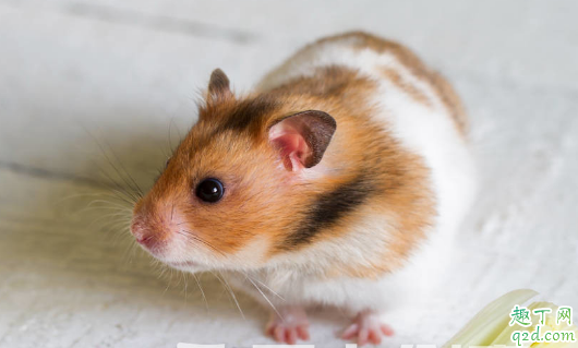 仓鼠喜欢越狱怎么办 仓鼠越狱后怎么找